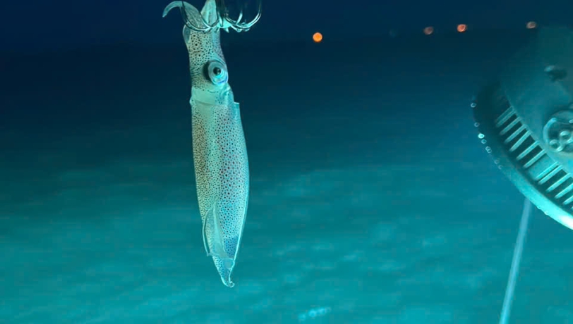 TOUR CÂU MỰC NGẮM HOÀNG HÔN