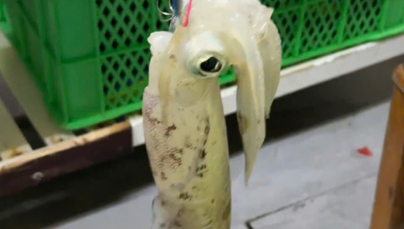 TOUR CÂU MỰC NGẮM HOÀNG HÔN