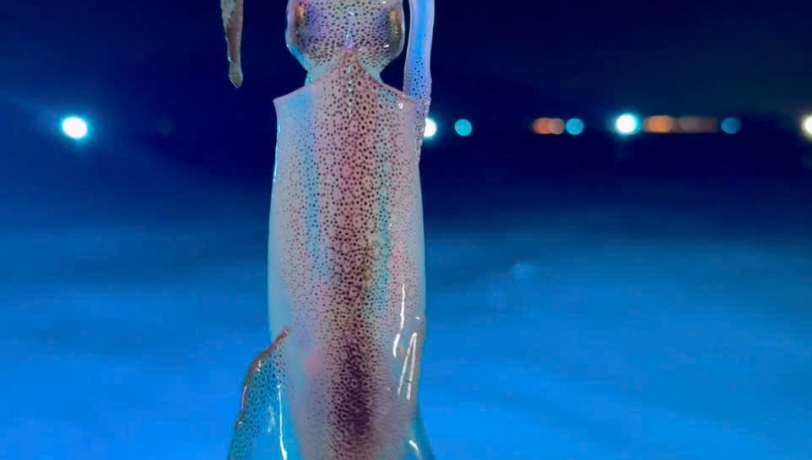 TOUR CÂU MỰC NGẮM HOÀNG HÔN