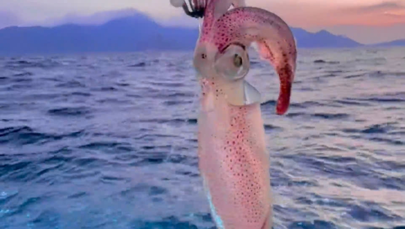 TOUR CÂU MỰC NGẮM HOÀNG HÔN